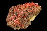 Bright Orange Crocoite Crystal Cluster - Tasmania #145890-3